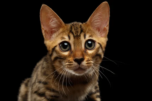 Closeup Bengalen Kitty op zoek in Camera op zwart — Stockfoto
