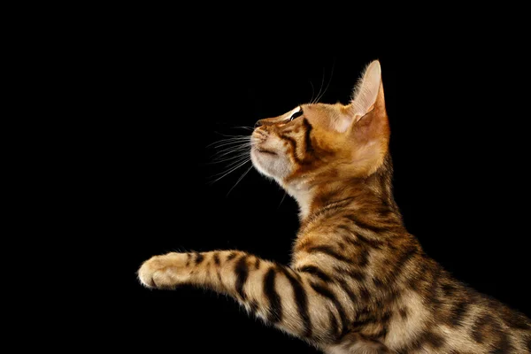 Bengal Kitty Stands and Raising Up Paws on Black — Stock Photo, Image