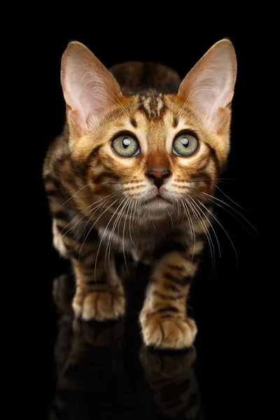 Nahaufnahme hockend Bengal Kitty isoliert auf schwarz — Stockfoto