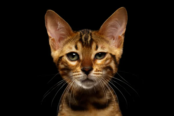 Closeup Bengálsko Kitty při pohledu kamery na černém pozadí — Stock fotografie