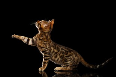 Bengal Kitty oturur ve pençe siyah kadar yükselterek