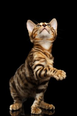 Bengal Kitty oturur ve pençe siyah kadar yükselterek