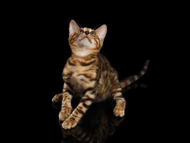 Bengal Kitty oturur ve yukarı seyir siyah