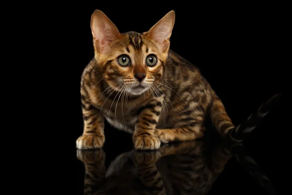 Crouching Bengal Kitty on Black — Stock Photo, Image