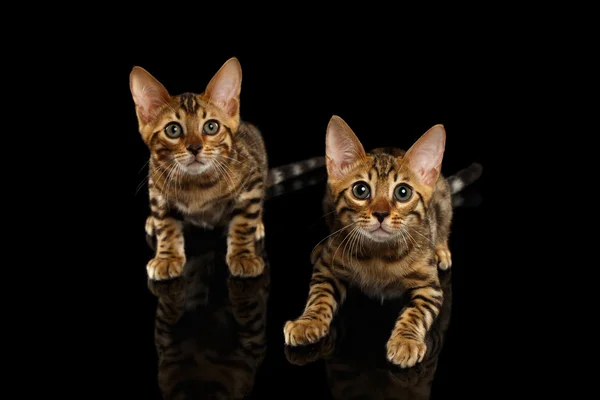 Two Bengal Kitty Looking in Camera on Black — Stock Photo, Image