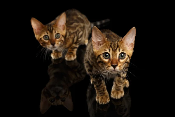 Deux chatons du Bengale regardant à la caméra sur noir — Photo