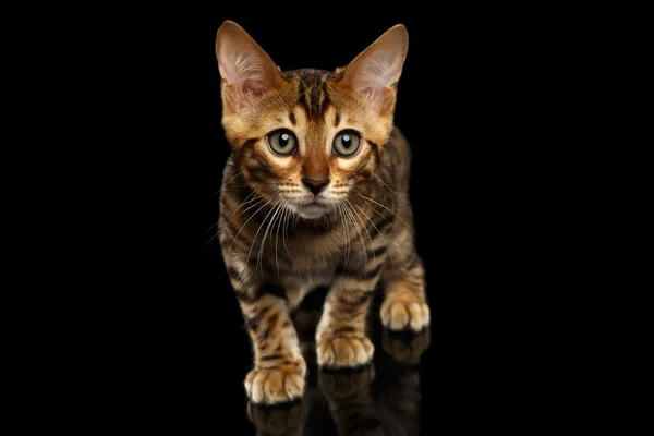 Crouching Bengal Kitty sur noir — Photo