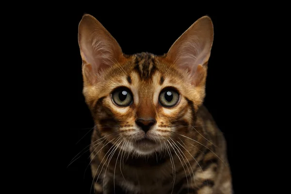 Nahaufnahme bengal kitty looking in camera auf schwarz — Stockfoto