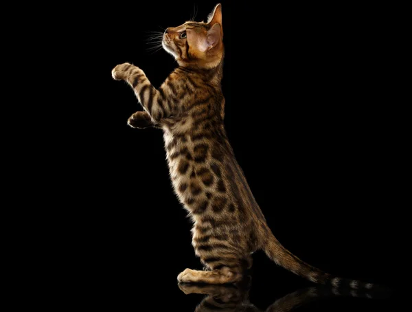 Bengal Kitty stoi i podnoszenie się łapy na czarny — Zdjęcie stockowe