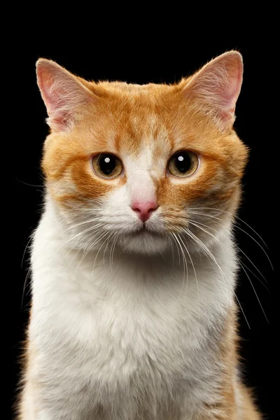 Primer plano Retrato de Ginger Cat en negro —  Fotos de Stock