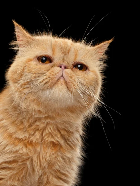 閉鎖肖像画のエキゾチックな生姜の短髪猫オンブラック — ストック写真