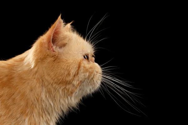 Closeup Retrato Ginger gato exótico em visão de perfil em Preto — Fotografia de Stock