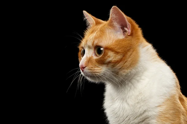 Closeup Ginger γάτα στην προβολή προφίλ στο μαύρο — Φωτογραφία Αρχείου