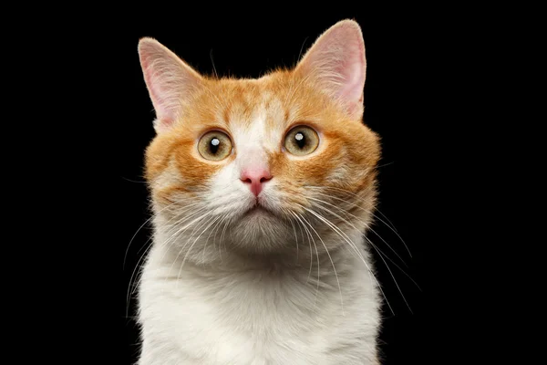 Closeup Surprised Ginger Cat Looking in camera on Black — Stock Photo, Image