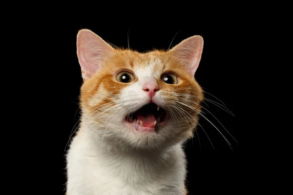 Primer plano sorprendido jengibre gato con abierto boca en negro —  Fotos de Stock