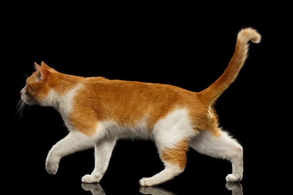 Περιπατητής γάτα τζίντζερ σε προβολή προφίλ στο Black Mirror — Φωτογραφία Αρχείου