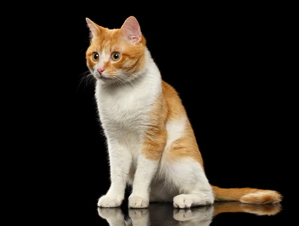 Zaskoczony Ginger kot siedzi na czarne lustro — Zdjęcie stockowe
