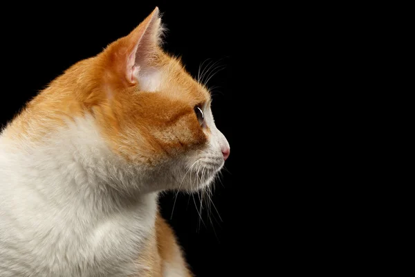 Primo piano Ginger Cat in Profilo vista su Black — Foto Stock