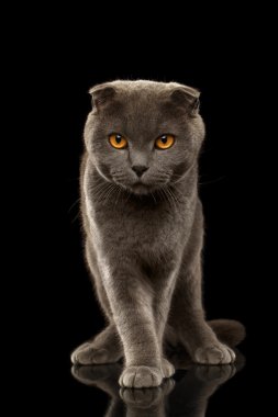 Siyah ayna üzerinde İngiliz kat kedi komik duruyor