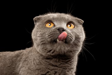 Closeup Portrait of Licked British Fold Cat on Black clipart