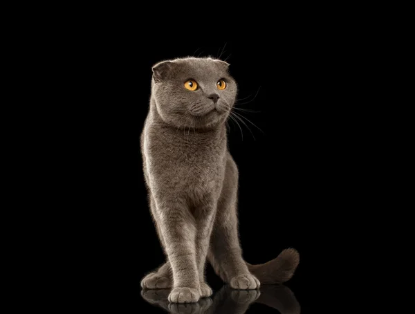 British Fold Cat Funny Stands on Black Mirror — Stock Photo, Image