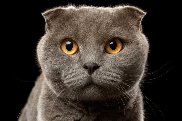 Siyah İngiliz kat kedi closeup portresi — Stok fotoğraf