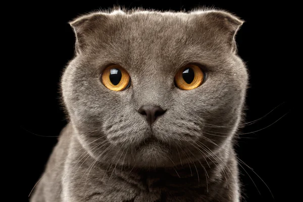 Siyah İngiliz kat kedi closeup portresi