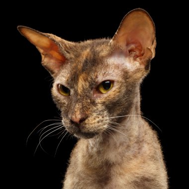 Portre portre Peterbald Sphynx kedi siyah önünde 