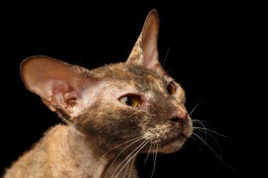 Seyir siyah tatlı Peterbald Sphynx kedi merak 