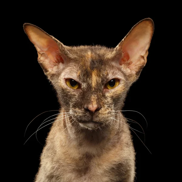 Zbliżenie portret Sphynx Cat Peterbald przed czarny — Zdjęcie stockowe