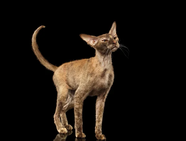 Peterbald Sphynx Cat ciekawość patrząc na czarny — Zdjęcie stockowe