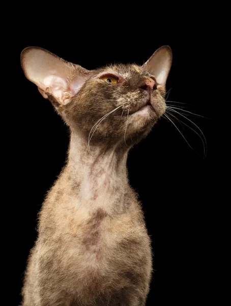 Fechar Peterbald Esfinge Cat Curiosidade Olhando para Preto — Fotografia de Stock
