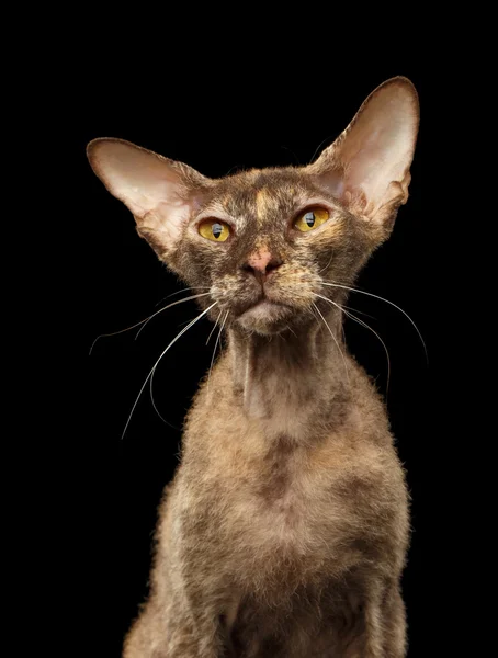 Närbild Peterbald Sphynx katt nyfikenhet ser på svart — Stockfoto