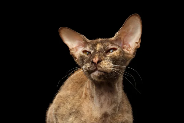 Närbild Peterbald Sphynx katt nyfikenhet ser på svart — Stockfoto