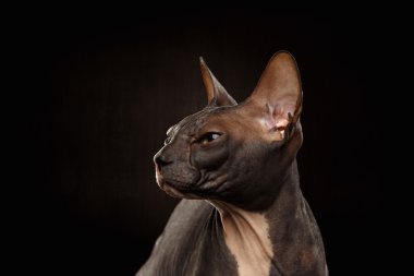Huysuz Sphynx kedi, siyah profil görünümü closeup portresi 