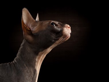 Closeup Sphynx kedi siyah profil görünümünde