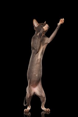 Sphynx kedi Hind üzerinde duran ayak, ulaşma siyah bacaklar. 