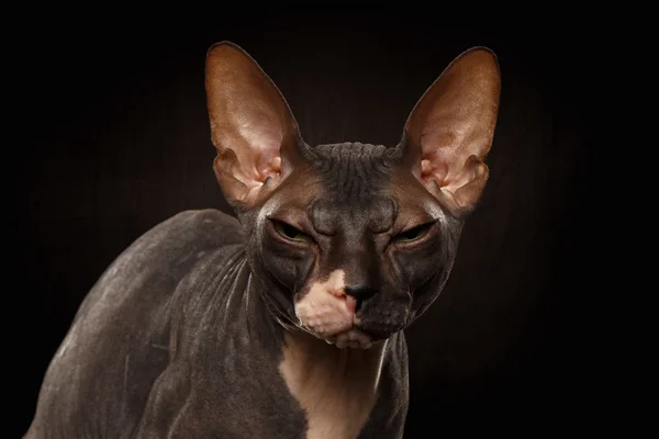 Närbild porträtt av grinig Sphynx katt framsida på svart — Stockfoto