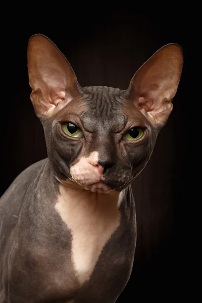 Primer plano retrato de gruñón esfinge gato vista frontal en negro — Foto de Stock