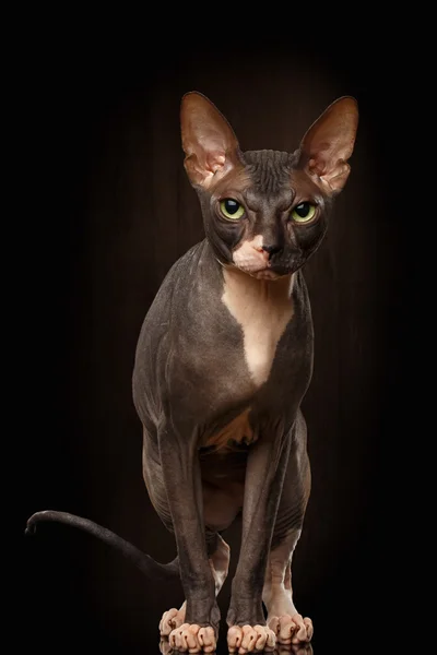 Primer plano retrato de gruñón esfinge gato vista frontal en negro —  Fotos de Stock