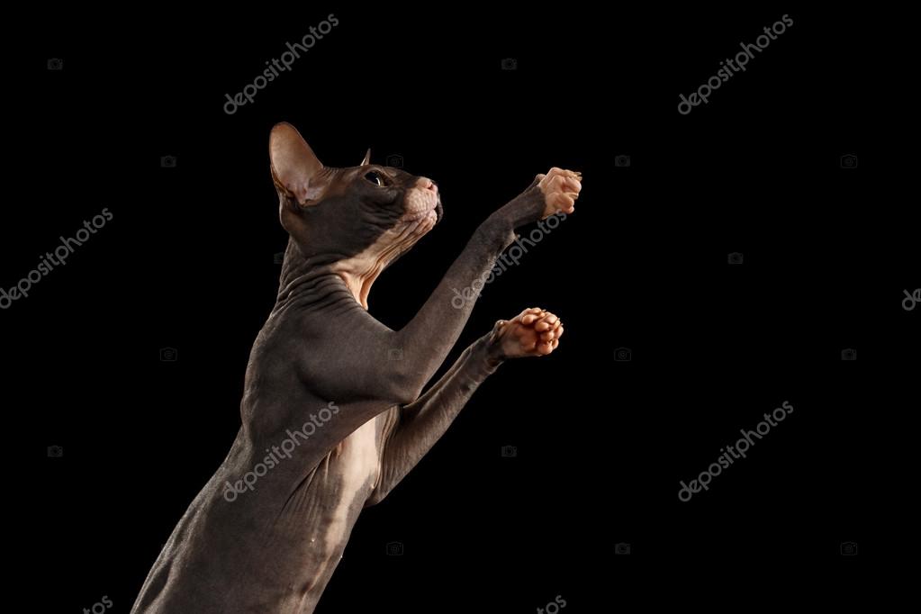 sphynx cat paws