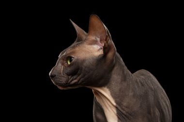 Closeup Sphynx kedi siyah profil görünümünde