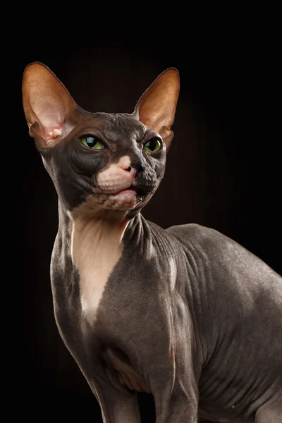 Nahaufnahme Porträt der mürrischen Sphynx-Katze Frontansicht auf schwarz — Stockfoto