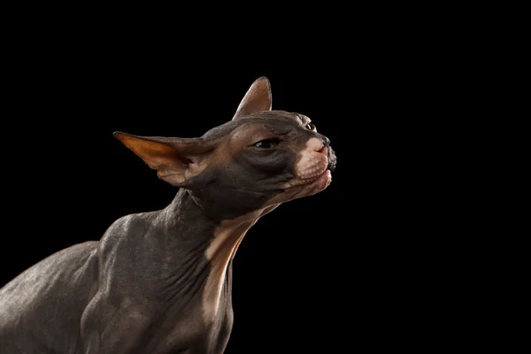 Portret zbliżenie rozciąga się Sphynx Cat przedni widok na czarny — Zdjęcie stockowe