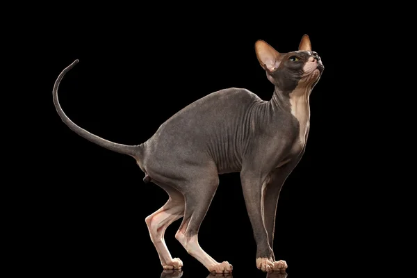 Sphynx Katze lustig stehend und aufblickend isoliert auf schwarz — Stockfoto