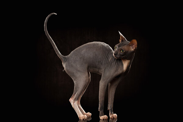 Sphynx Cat Funny Standing and Looking Back Isolated on Black