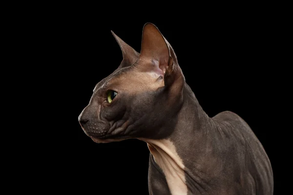 Primeros planos Sphynx Cat en vista de perfil en Negro —  Fotos de Stock