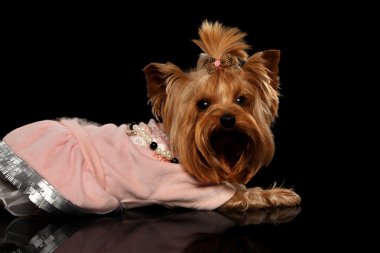 Yorkshire Terrier köpek giysileri üzerinde siyah ayna yalan 