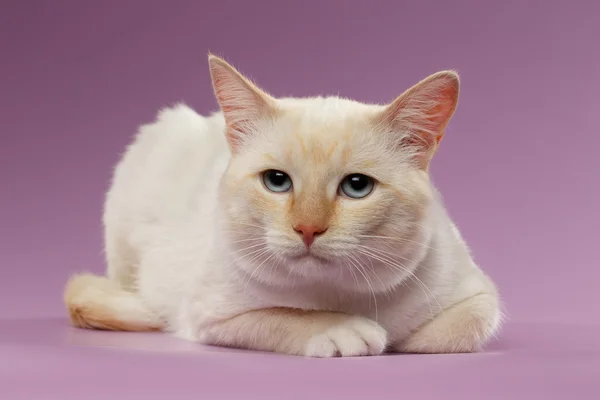 Closeup Sadly Ginger Cat with blue eyes on Purple — Stock Photo, Image