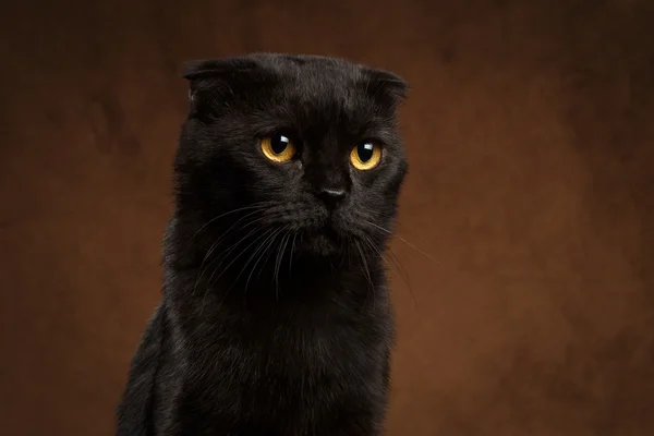 Vértes portréja ingerlékeny fekete macska — Stock Fotó